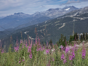 Blackcomb mountain