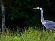Late Evening Fishing
