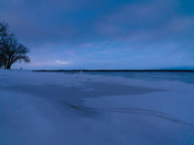 Winter trees