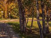 Autumn Tracks 