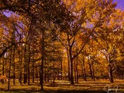 The Yellow Forest Vibes in Autumn 