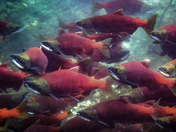 Salmon in Kootenay Lake