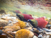 Salmon running from Kootenay Lake