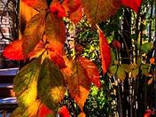 Autumn Leaves 