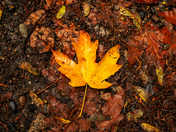Fallen Maple Leaf