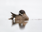 Blue-Winged Teal