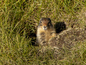 Ground Squirrel In A Hole