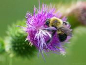 Covered In Pollen