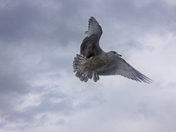 shapes and lines movement depth  