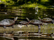 Painted Turtles - family meeting
