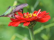 Ruby-throated Hummer