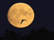 Harvest Moon Flyby!