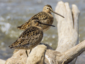 Dowitchers