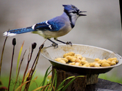 Blue Jay