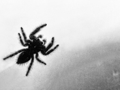 Beneath The Spider
