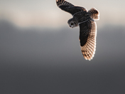 Short-Eared Owl