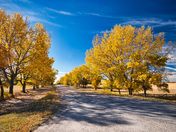 Autumn Leaves