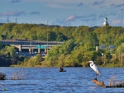 Great white heron in front of the 403 traffic in Hamilton, ON.