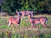 Twin deer brothers
