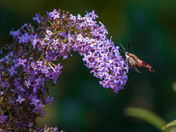 Humming Bird Moth 4