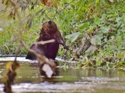 Eat, eat! Beaver is reaching for a tree branch.