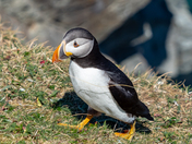 Gathering nest materials