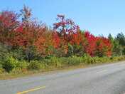Fall colors