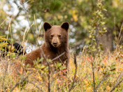 Cinnamon Black Bear Cub