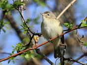 Warbling Vireo