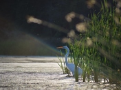 Great White Heron waits patiently for evening catch.