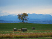Autumn Solitude
