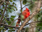 cardinal in the forest