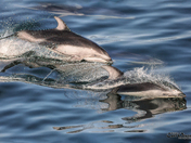 Pacific White-sided Dolphins