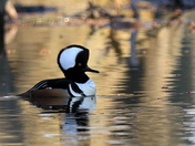 Hooded Merganser
