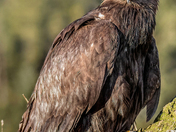 Golden Eagle Portrait