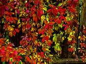 Autumn Colorful Leaves 