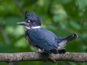 Belted Kingfisher with LDD