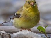 finch with some greens