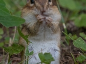 Chipmunk fully loaded