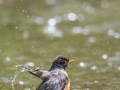 Robin during Shower