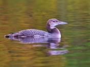 Common loon in Autumn coloured water.