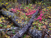 Colour on the forest floor