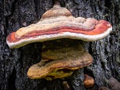Red banded polypore