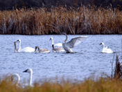 Autumn Swans