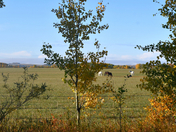 Autumn Pastures