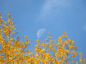 Holding the Moon