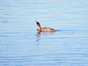  common merganser
