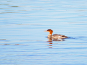  common merganser