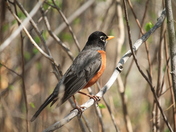 AMERICAN ROBIN