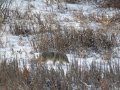 COYOTE - SLOUGH